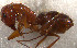  (Camponotus AGC2202 - RE21-NG1-HYM-0057)  @11 [ ] by-nc-sa (2024) Nina Grella University of Bayreuth