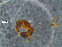  ( - RE21-NG1-HYM-0059)  @11 [ ] by-nc-sa (2024) Nina Grella University of Bayreuth