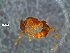  ( - RE21-NG1-HYM-0067)  @11 [ ] by-nc-sa (2024) Nina Grella University of Bayreuth