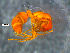  ( - RE21-NG1-HYM-0081)  @11 [ ] by-nc-sa (2024) Nina Grella University of Bayreuth