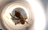  ( - RE21-NG1-HYM-0123)  @11 [ ] CreativeCommons by-nc-sa (2024) Nina Grella University of Bayreuth
