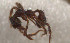  ( - RE21-NG1-HYM-0126)  @11 [ ] CreativeCommons by-nc-sa (2024) Nina Grella University of Bayreuth