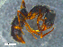  ( - RE21-NG1-HYM-0153)  @11 [ ] CreativeCommons by-nc-sa (2024) Nina Grella University of Bayreuth