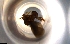 ( - RE21-NG1-HYM-0157)  @11 [ ] CreativeCommons by-nc-sa (2024) Nina Grella University of Bayreuth