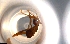  (Cyphomyrmex AGC0083 - RE21-NG1-HYM-0159)  @11 [ ] CreativeCommons by-nc-sa (2024) Nina Grella University of Bayreuth