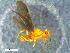  ( - RE21-NG1-HYM-0179)  @11 [ ] CreativeCommons by-nc-sa (2024) Nina Grella University of Bayreuth