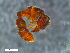  ( - RE21-NG1-HYM-0182)  @11 [ ] CreativeCommons by-nc-sa (2024) Nina Grella University of Bayreuth
