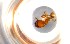  ( - RE21-NG1-HYM-0224)  @11 [ ] CreativeCommons by-nc-sa (2024) Nina Grella University of Bayreuth