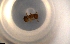 ( - RE21-NG1-HYM-0316)  @11 [ ] CreativeCommons by-nc-sa (2024) Nina Grella University of Bayreuth
