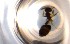  ( - RE21-NG1-HYM-0321)  @11 [ ] CreativeCommons by-nc-sa (2024) Nina Grella University of Bayreuth