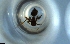  ( - RE21-NG1-HYM-0338)  @11 [ ] CreativeCommons by-nc-sa (2024) Nina Grella University of Bayreuth