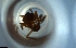  ( - RE21-NG1-HYM-0420)  @11 [ ] CreativeCommons by-nc-sa (2024) Nina Grella University of Bayreuth