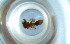  ( - RE21-NG1-HYM-0445)  @11 [ ] CreativeCommons by-nc-sa (2024) Nina Grella University of Bayreuth