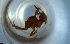  (Cyphomyrmex AGC0081 - RE21-NG1-HYM-0531)  @11 [ ] CreativeCommons by-nc-sa (2024) Nina Grella University of Bayreuth