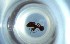  ( - RE21-NG1-HYM-0544)  @11 [ ] CreativeCommons by-nc-sa (2024) Nina Grella University of Bayreuth