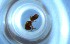  ( - RE21-NG1-HYM-0599)  @11 [ ] CreativeCommons by-nc-sa (2024) Nina Grella University of Bayreuth