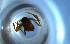  ( - RE21-NG1-HYM-0657)  @11 [ ] CreativeCommons by-nc-sa (2024) Nina Grella University of Bayreuth