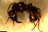  ( - RE21-NG1-HYM-0681)  @11 [ ] CreativeCommons by-nc-sa (2024) Nina Grella University of Bayreuth