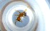  ( - RE21-NG1-HYM-0765)  @11 [ ] CreativeCommons by-nc-sa (2024) Nina Grella University of Bayreuth