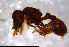  ( - RE21-NG1-HYM-0773)  @11 [ ] CreativeCommons by-nc-sa (2024) Nina Grella University of Bayreuth
