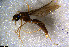  (Linepithema tsachila - RE21-NG1-HYM-0775)  @11 [ ] CreativeCommons by-nc-sa (2024) Nina Grella University of Bayreuth