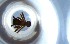  ( - RE21-NG1-HYM-0787)  @11 [ ] CreativeCommons by-nc-sa (2024) Nina Grella University of Bayreuth
