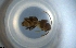  ( - RE21-NG1-HYM-0789)  @11 [ ] CreativeCommons by-nc-sa (2024) Nina Grella University of Bayreuth
