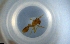  ( - RE21-NG1-HYM-0791)  @11 [ ] CreativeCommons by-nc-sa (2024) Nina Grella University of Bayreuth