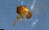  (Cyphomyrmex ACZ4808 - RE21-NG1-HYM-0805)  @11 [ ] CreativeCommons by-nc-sa (2024) Nina Grella University of Bayreuth