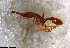  (Strumigenys AGB1707 - RE21-NG1-HYM-0809)  @11 [ ] CreativeCommons by-nc-sa (2024) Nina Grella University of Bayreuth
