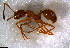  ( - RE21-NG1-HYM-0824)  @11 [ ] CreativeCommons by-nc-sa (2024) Nina Grella University of Bayreuth