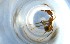  ( - RE21-NG1-HYM-0861)  @11 [ ] CreativeCommons by-nc-sa (2024) Nina Grella University of Bayreuth