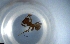  (Pheidole angulifera - RE21-NG1-HYM-0867)  @11 [ ] CreativeCommons by-nc-sa (2024) Nina Grella University of Bayreuth