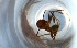  ( - RE21-NG1-HYM-0896)  @11 [ ] CreativeCommons by-nc-sa (2024) Nina Grella University of Bayreuth