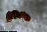  ( - RE21-NG1-HYM-0902)  @11 [ ] CreativeCommons by-nc-sa (2024) Nina Grella University of Bayreuth