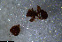  (Eurhopalothrix AGB7420 - RE21-NG1-HYM-0940)  @11 [ ] CreativeCommons by-nc-sa (2024) Nina Grella University of Bayreuth