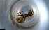  ( - RE21-NG1-HYM-0941)  @11 [ ] CreativeCommons by-nc-sa (2024) Nina Grella University of Bayreuth