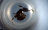  ( - RE21-NG1-HYM-0944)  @11 [ ] CreativeCommons by-nc-sa (2024) Nina Grella University of Bayreuth