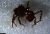  (Mycetomoellerius AGB4086 - RE21-NG1-HYM-0957)  @11 [ ] CreativeCommons by-nc-sa (2024) Nina Grella University of Bayreuth
