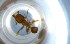  ( - RE21-NG1-HYM-0959)  @11 [ ] CreativeCommons by-nc-sa (2024) Nina Grella University of Bayreuth