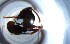 ( - RE21-NG1-HYM-0963)  @11 [ ] CreativeCommons by-nc-sa (2024) Nina Grella University of Bayreuth