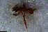  ( - RE21-NG1-HYM-0967)  @11 [ ] CreativeCommons by-nc-sa (2024) Nina Grella University of Bayreuth