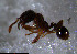  ( - RE21-NG1-HYM-0985)  @11 [ ] CreativeCommons by-nc-sa (2024) Nina Grella University of Bayreuth
