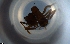  ( - RE21-NG1-HYM-1025)  @11 [ ] CreativeCommons by-nc-sa (2024) Nina Grella University of Bayreuth