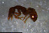  (Strumigenys AGB1704 - RE21-NG1-HYM-1046)  @11 [ ] CreativeCommons by-nc-sa (2024) Nina Grella University of Bayreuth