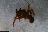  ( - RE21-NG1-HYM-1049)  @11 [ ] CreativeCommons by-nc-sa (2024) Nina Grella University of Bayreuth