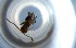  ( - RE21-NG1-HYM-1072)  @11 [ ] CreativeCommons by-nc-sa (2024) Nina Grella University of Bayreuth