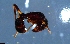 ( - RE21-NG1-HYM-1089)  @11 [ ] CreativeCommons by-nc-sa (2024) Nina Grella University of Bayreuth