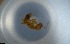  (Solenopsis AGB1807 - RE21-NG1-HYM-1092)  @11 [ ] CreativeCommons by-nc-sa (2024) Nina Grella University of Bayreuth