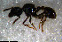  (Strumigenys AGB1702 - RE21-NG1-HYM-1139)  @11 [ ] CreativeCommons by-nc-sa (2024) Nina Grella University of Bayreuth